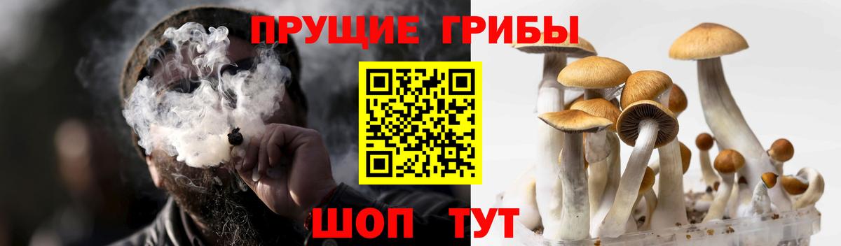 Богородицк  Псилоцибиновые грибы GOLDEN TEACHER  Вход с VPN  Псилоцибиновые грибы MAGIC MUSHROOMS 